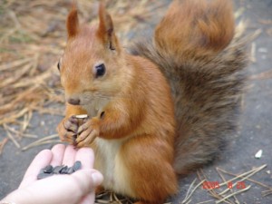 кормить белку2