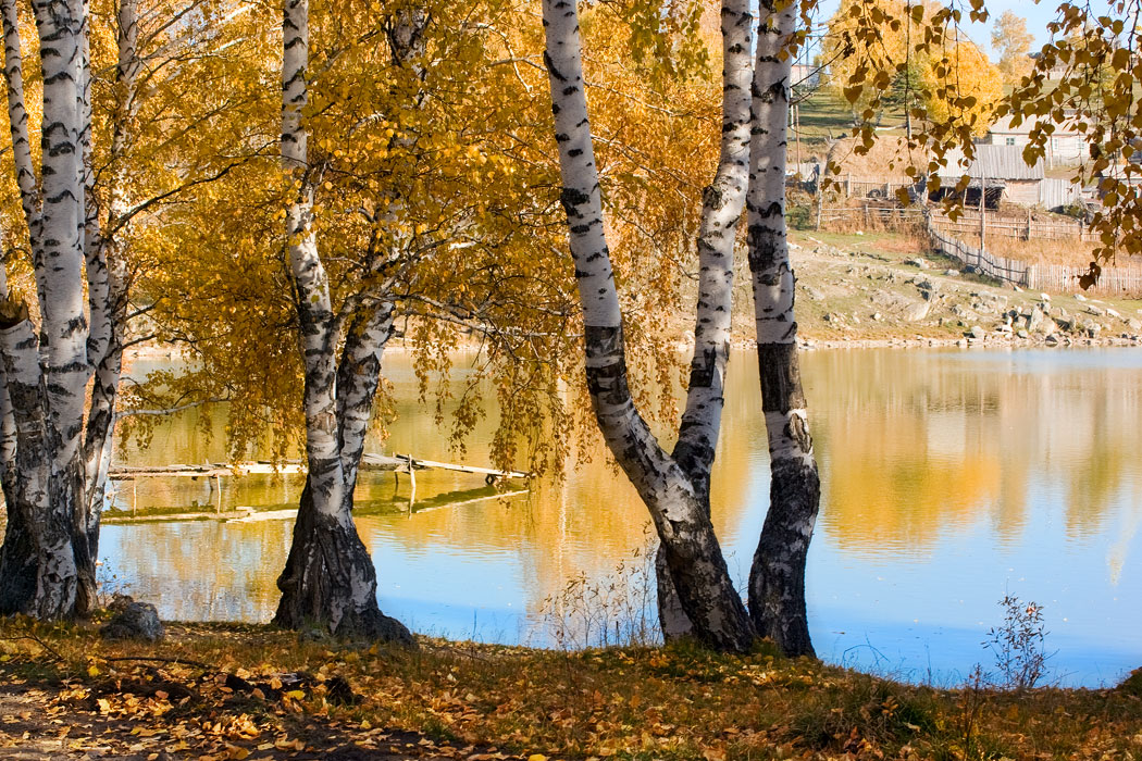 Березка ая. Осень березы озеро. Осенние березы у воды. Березы у реки. Осень береза у реки.