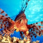 Egypt lion-fish-big