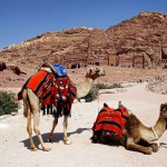 petra-jordan-two-camels