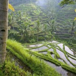 world_asia_terraced_